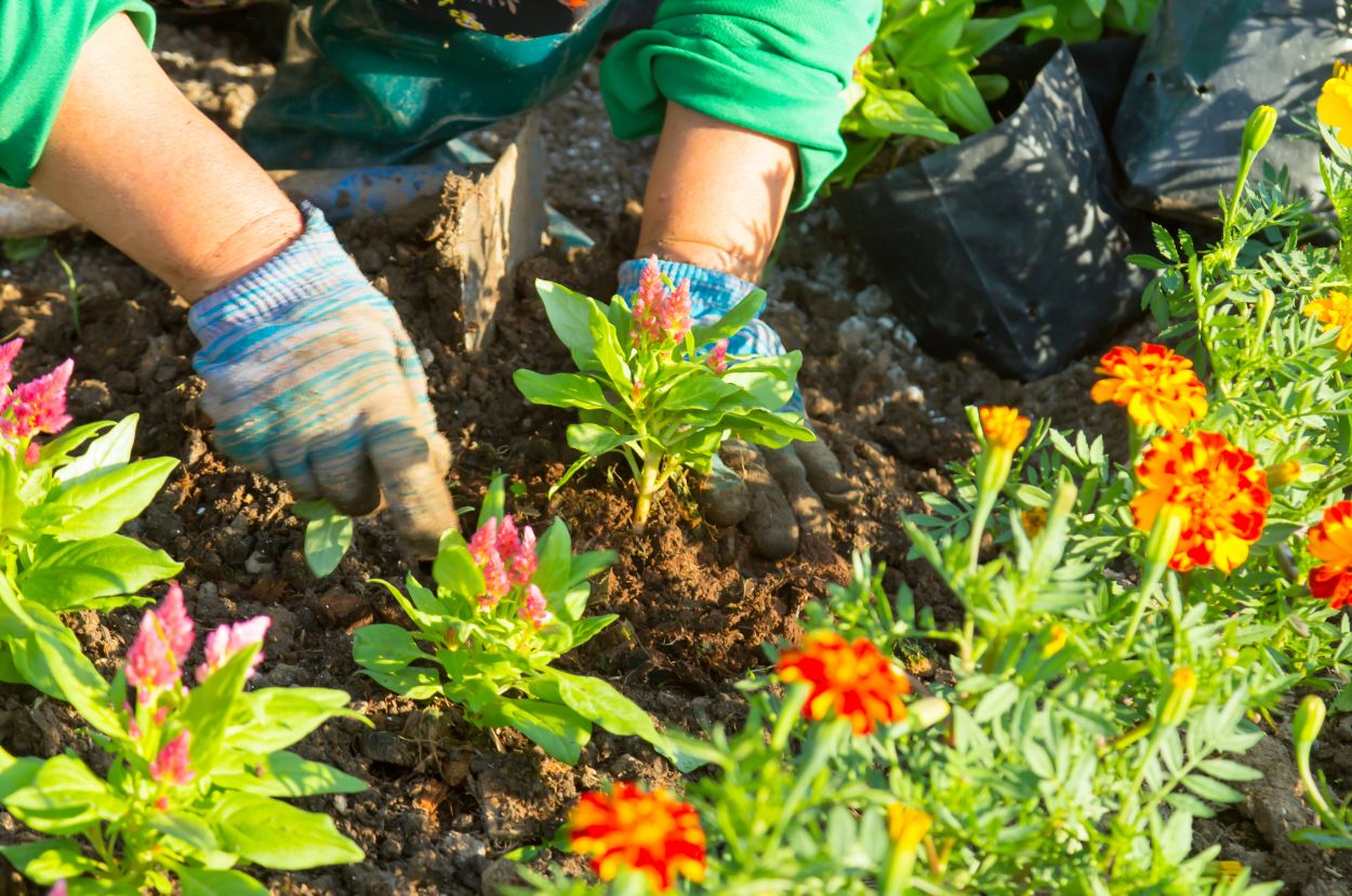 jardinier plantation plante combescot taden dinan